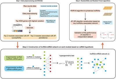 Identifying ceRNA Networks Associated With the Susceptibility and Persistence of Atrial Fibrillation Through Weighted Gene Co-Expression Network Analysis